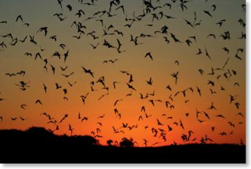 Mexican free tailed bats at sunset. Taken by Tom Hince in Texas 2007